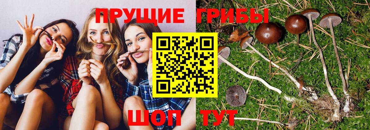 Сунжа  Псилоцибиновые грибы Psilocybine cubensis  сколько стоит  Вход с VPN 